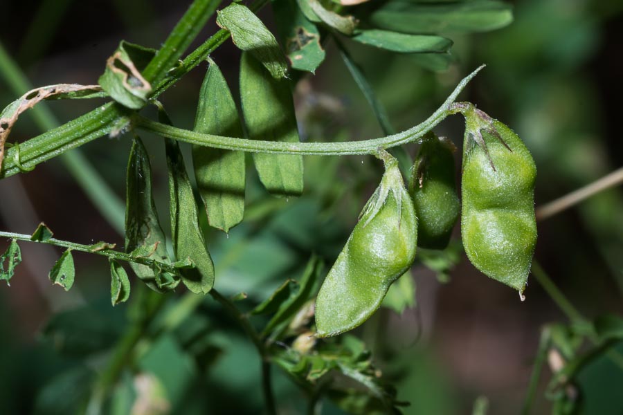 Vicia loiseleurii / Veccia di Loiseleur